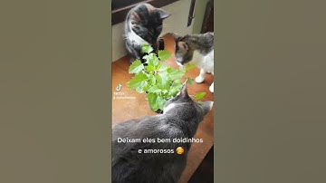 Viciados em erva do gato Catnip 🥰😍😹 #catnip #gatosfofos #tiktok #shorts #gatos #pets #gatosgraciosos