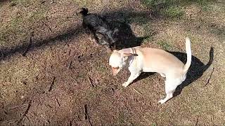 Craigslist chihuahua