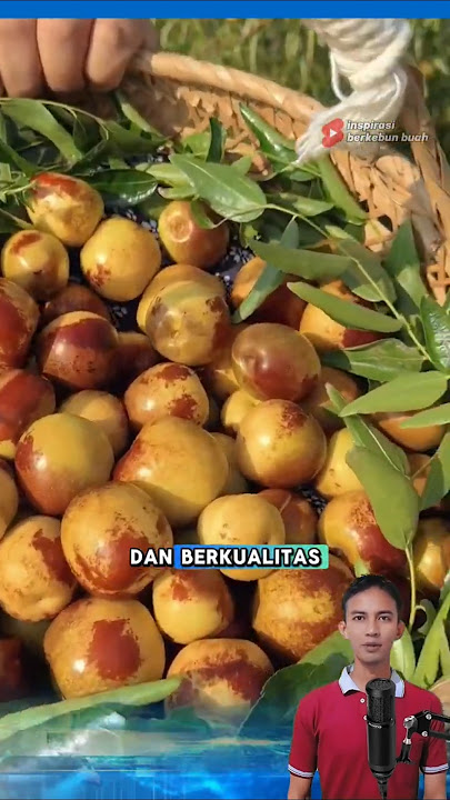 KURMA CINA/JUJUBE berbuah Super Lebat dengan cara ini ⁉️ #shorts
