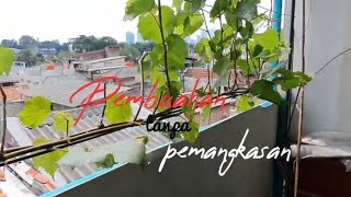 Pembuahan tanpa pemangkasan (bukan potes pucuk) Methode isaku iki 13E1