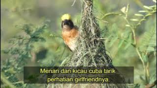 Burung Tempua di Parit Raja