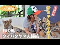 もふかわ💕赤ちゃんタイガーに触れ合えるタイパタヤ「Tigar PARK(タイガーパーク)」【番外編】