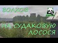 Русская рыбалка 4. Волхов. Фарм. Спиннинг. Лосось атлантический. Колебалки.