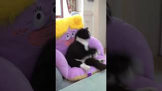 #exlittlebeans makes breakfast. #funnycats #funnyvideo