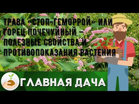 Трава «стоп-геморрой» или горец почечуйный — полезные свойства и противопоказания растения