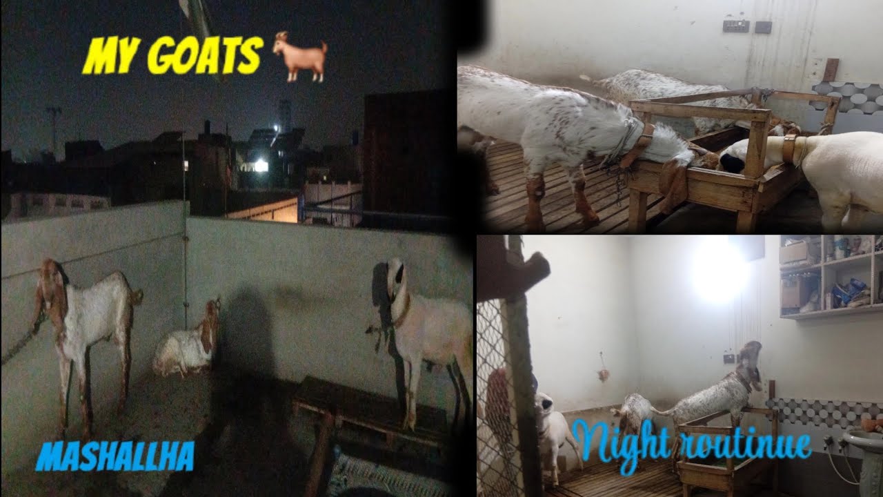 My goats 🐐  night routinue