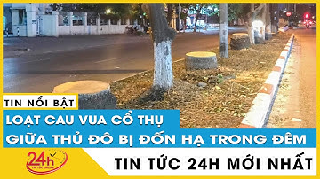 Hà Nội Loạt cây cau vua cổ thụ trên đường Kim Đồng bị đốn hạ trong đêm  | TV24h