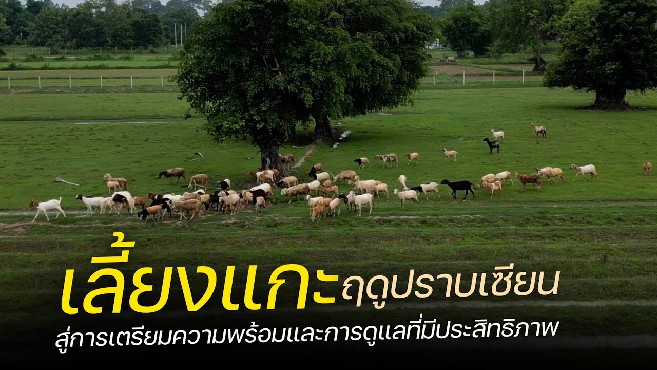 เลี้ยงแกะในฤดูปราบเซียน(ฤดูฝน) สู่การเตรียมความพร้อมและการดูแลที่มีประสิทธิภาพ เป็นอย่างไร