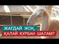 ЖАҒДАЙЫМ ЖОҚ, ҚАЛАЙ ҚҰРБАН ШАЛАМЫН?