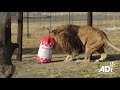 Ruben the lonely lion takes his first steps in africa