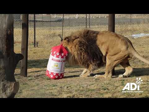 Ruben the lonely lion takes his first steps in Africa