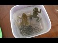 Ловля жаб и лягушек, выращивание головастиков