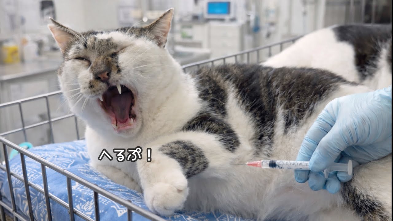 病院嫌いのおっちゃんが拗ねてしまいました…。