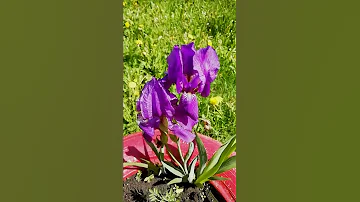 Таинственный и хрупкий цветок ИРИС.💐