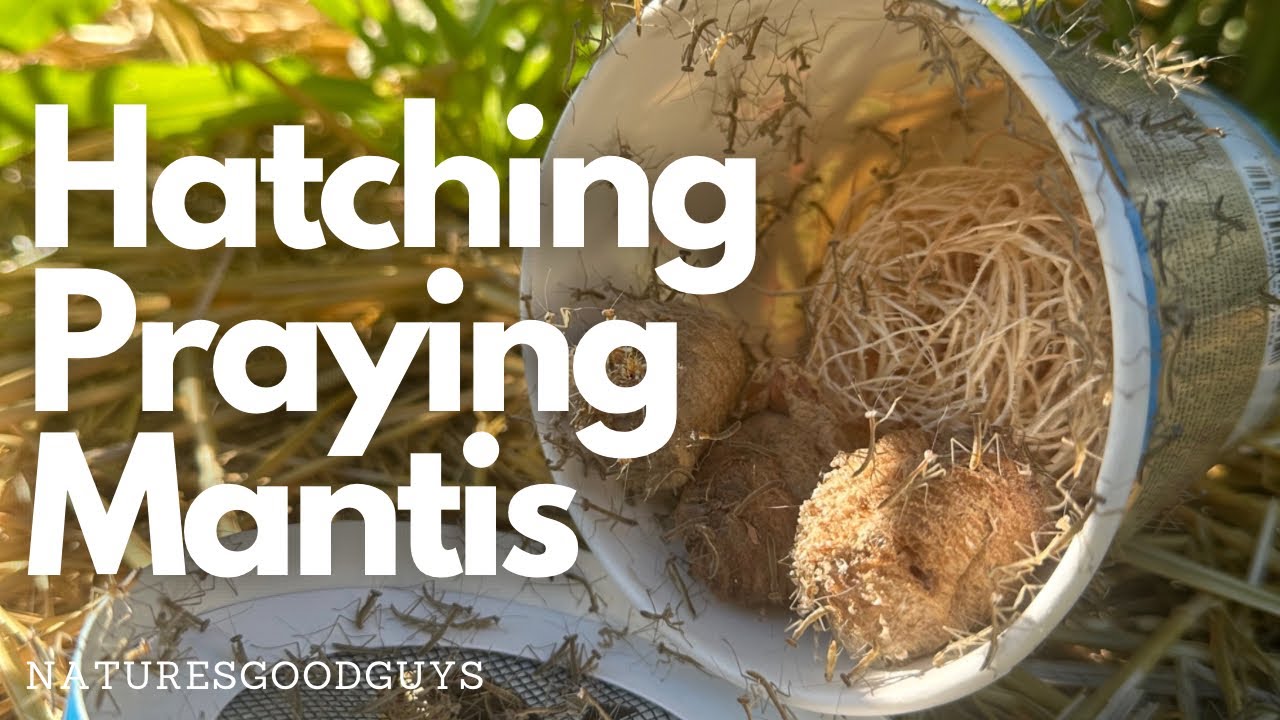 Hatching Praying Mantis with NaturesGoodGuys
