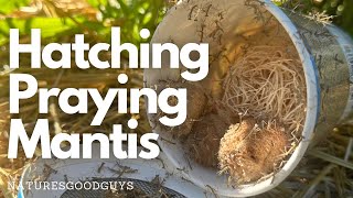 Download Lagu Hatching Praying Mantis with NaturesGoodGuys