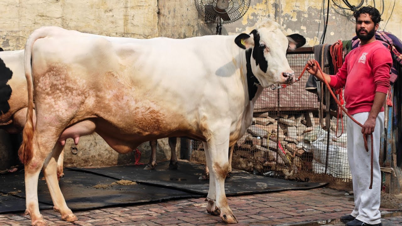 ਕਾਲੇ ਸੈਦੋਕੇ ਵਾਲੇ ਕੋਲ 8 ਗਾਵਾਂ ਵਿਕਾਊ, 8 Cows for sale 