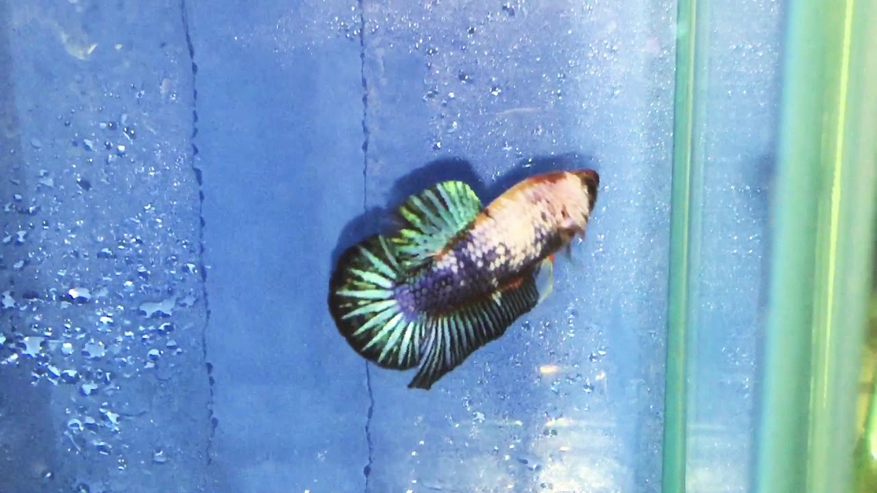 camera iphone 8 plus apk Marble Show Plakat Male Betta A12