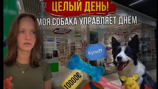 видео: Собака управляет целым днем😲 | челендж #bordercollie #okki #okkidokki картинка: Собака управляет целым днем😲 | челендж #bordercollie #okki #okkidokki