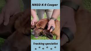 NNSO K9 Cooper #shorts Wealth