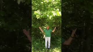 Saçımın Akına Bakma Sultanım Şakir Karahan