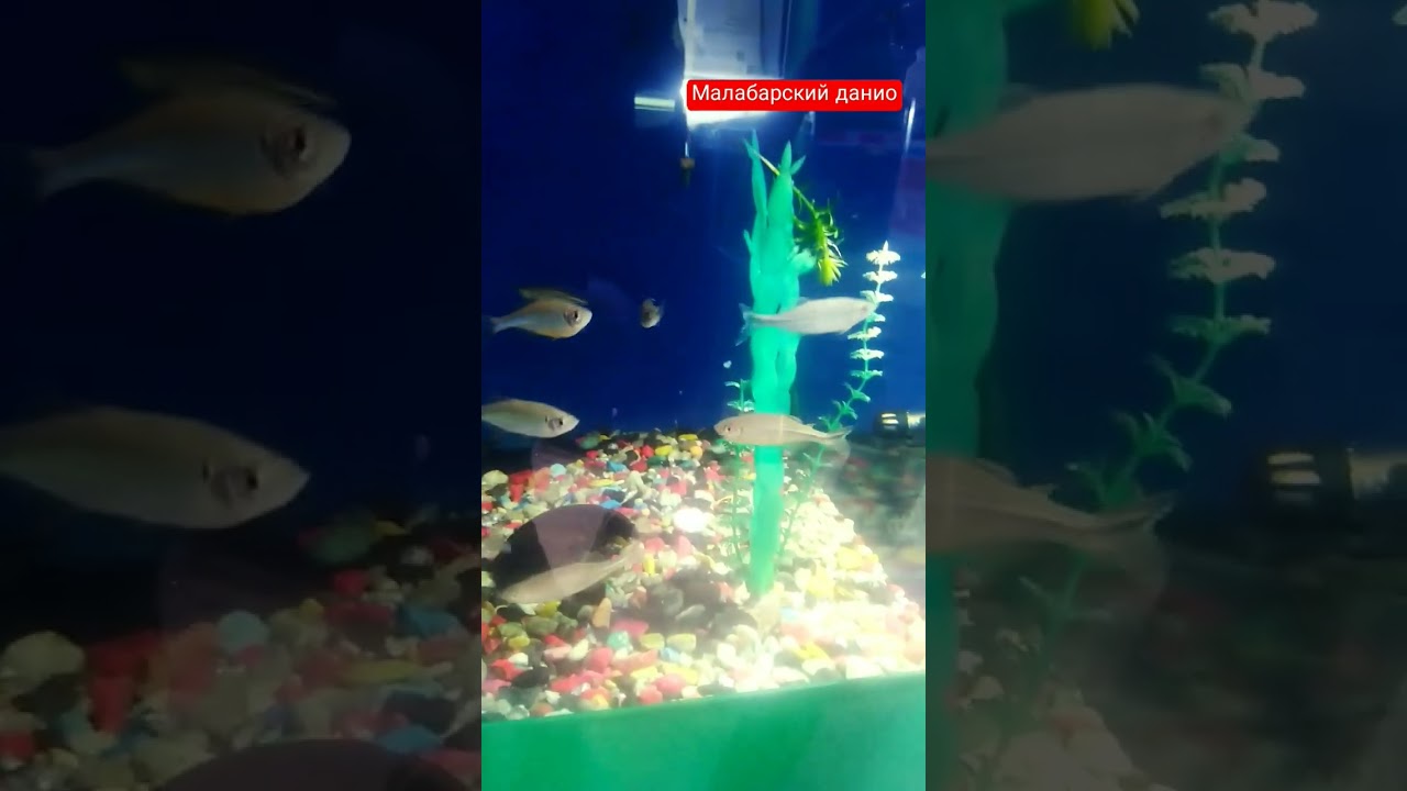 малабарский данио