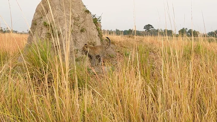 Leopard in Okavango Delta