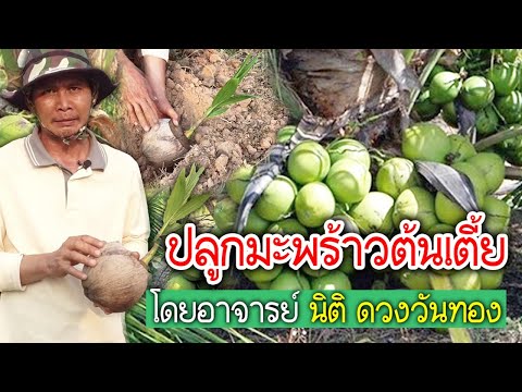 คำภีร์เกษตร : เรื่อง การปลูกมะพร้าวให้โตเร็วและต้นเตี้ย