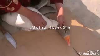 الجزء الاول من ذبح وتنظيف الاوزة  من الالف  الى الياء   Slaught er and clean the goose from A to z