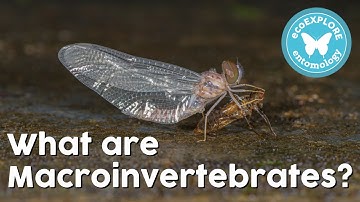 What are Macroinvertebrates?