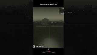 Jackal in South Africa North West.