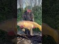 Big carp #fishing #carpfishing #carpfish #carp #fish #bassfishing #freshwaterfish #angler #angler