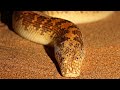 Eryx Johnii - La Serpiente Más Hermosa - AnimalPedias