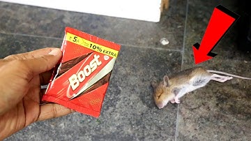 MAGIC BOOST | How To Get Rid of Mouse Rats, Permanently In a Natural Way | Mr. Maker