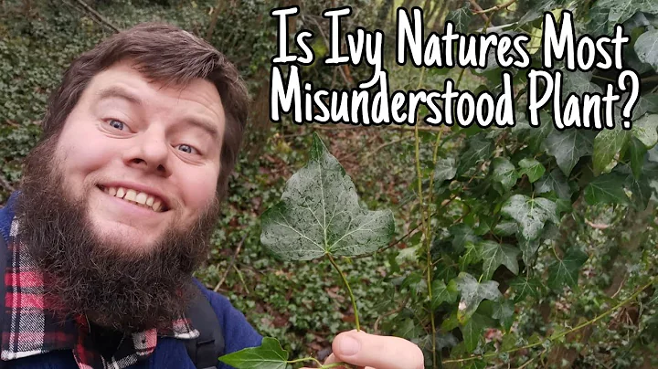 The Ivy Plant - Facts, Uses & Medicinal Healing Properties 🌿(Hedera helix)