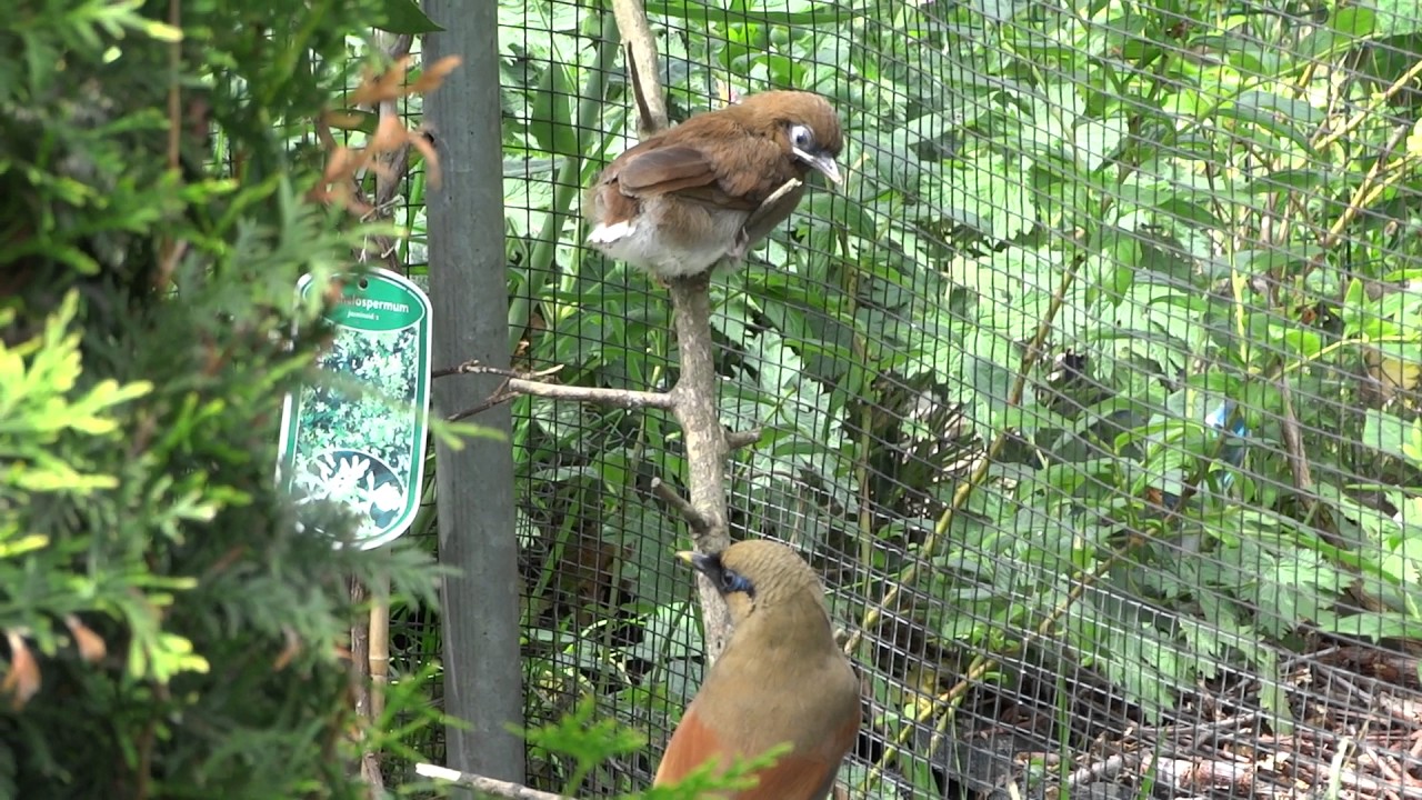 Garrulax Berthemyi with young