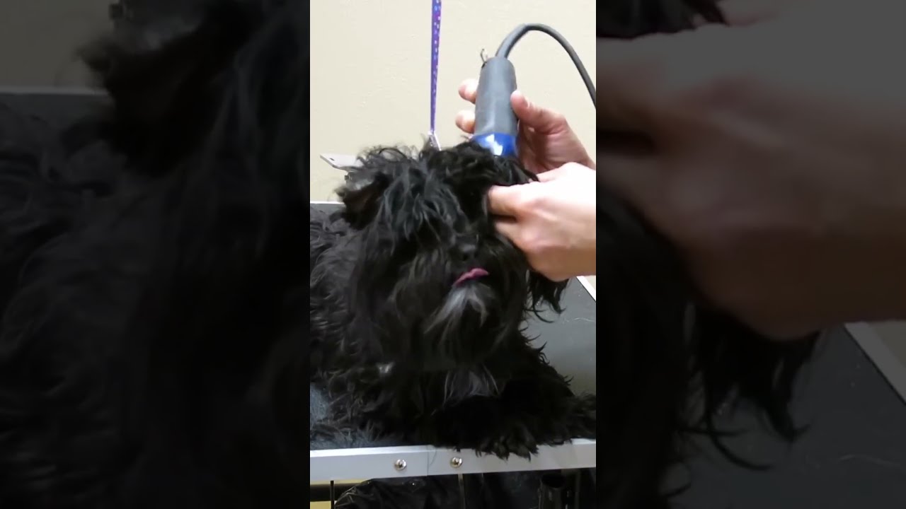 It S REALLY Hard To Groom Dogs In This Condition And Makes SO UNSAFE For A NOVICE