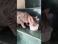Simba Drink Milk Simba Drink Milk