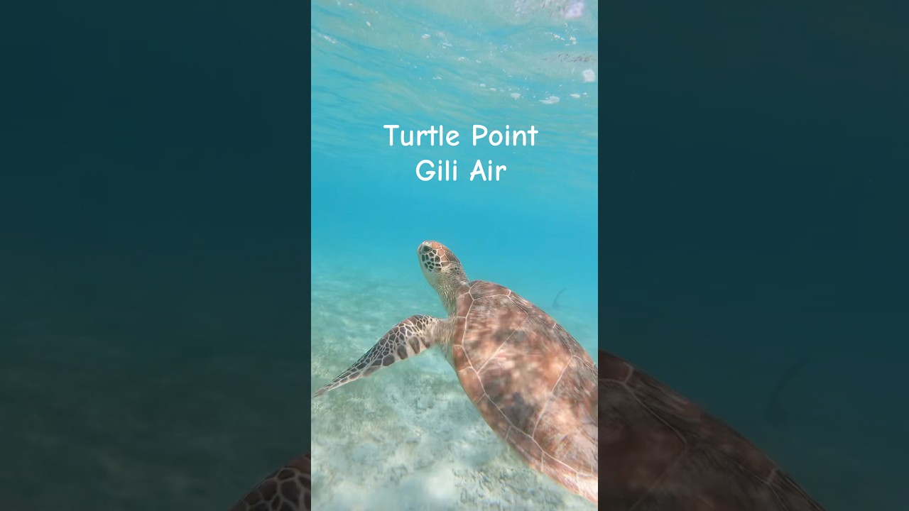 📍Turtle Point, Gili Air, Indonesia🐢