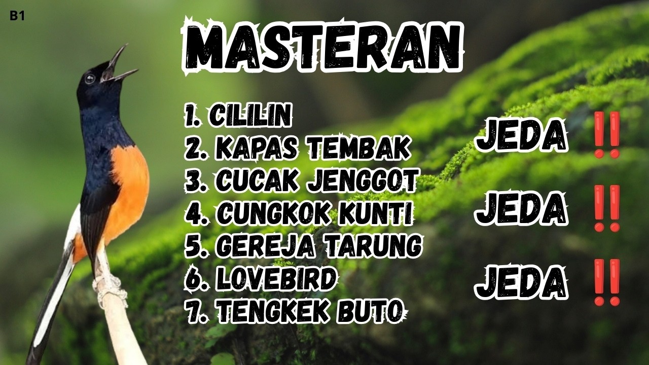 🔴 GACOR SADIS MENTAL KUAT MASTERAN MURAI BATU GACOR