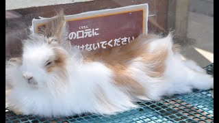 なが い毛並みが アンゴラウサギ 横須賀 ソレイユの丘 神奈川新聞 カナロコ Youtube