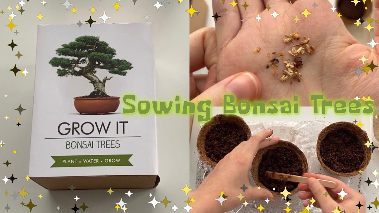 Bonsai Tree Kit, Grow Your Own - Ash Shefa