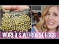 WORLD'S WEIRDEST EGGS?! | Maddie Moate