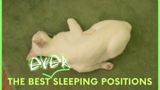 Axel Paws part 2 | Sleeping beauty the tomcat who sleeps in weird positions | Catville #cats #vote by Catville upon Purr 149 views 3 years ago 39 seconds