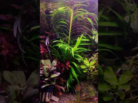 Эйхорния лазоревая / Eichhornia azurea