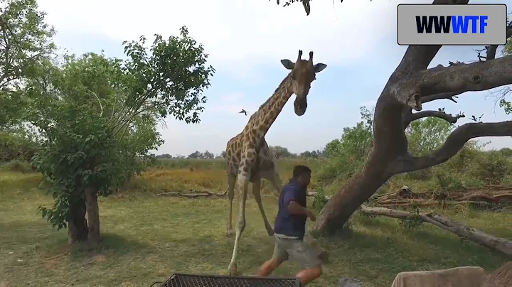Giraffe attacks a human | WWWTF