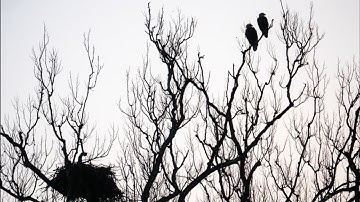 How to Increase Your Capacity for Joy with Jonathan Foust