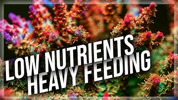 Nutrient Concepts in the SPS Reef Tank | Important Acropora nutrient concepts