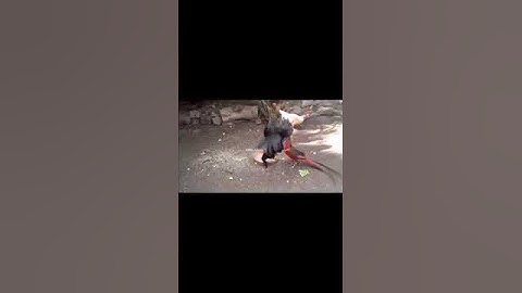 qaib thiab noog sib tog