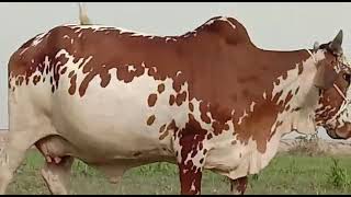 گائے برائے فروخت #short #cowfarming
